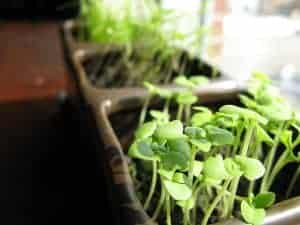 箱子里的绿色植物 