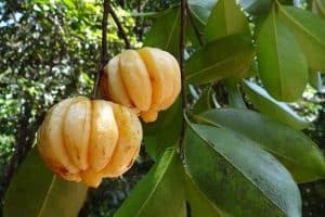 garcinia cambogia 342760 640 300x200 1