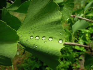 Ginko Biloba