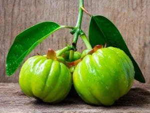 Garcinia Cambogia水果