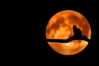 月光猫