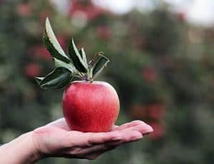 躺在手掌上的苹果。