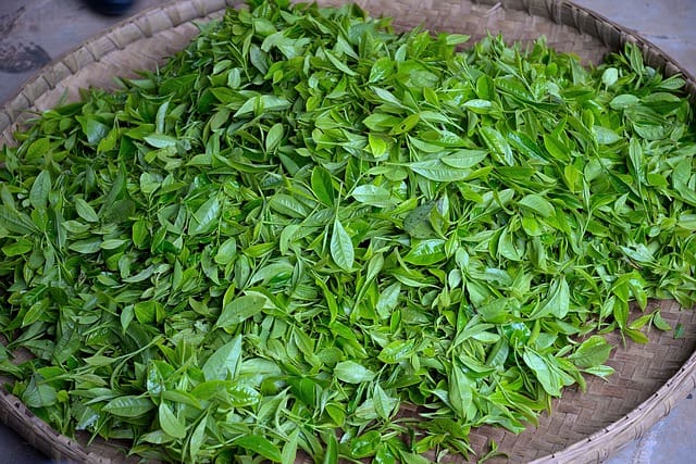 绿茶-鲜叶