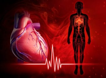 心脏和循环系统