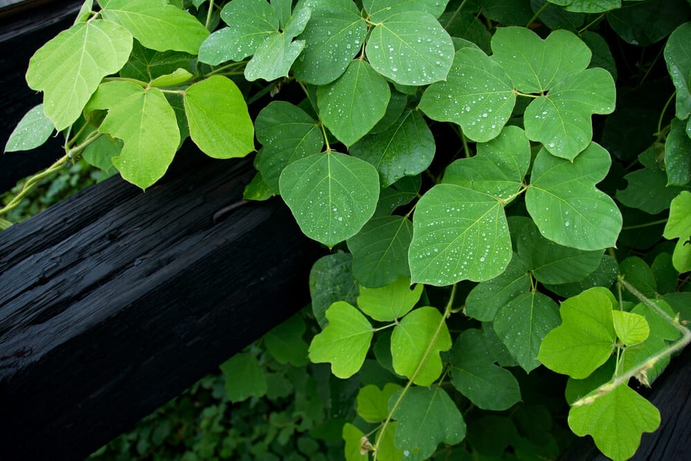 葛根(Pueraria lobata)