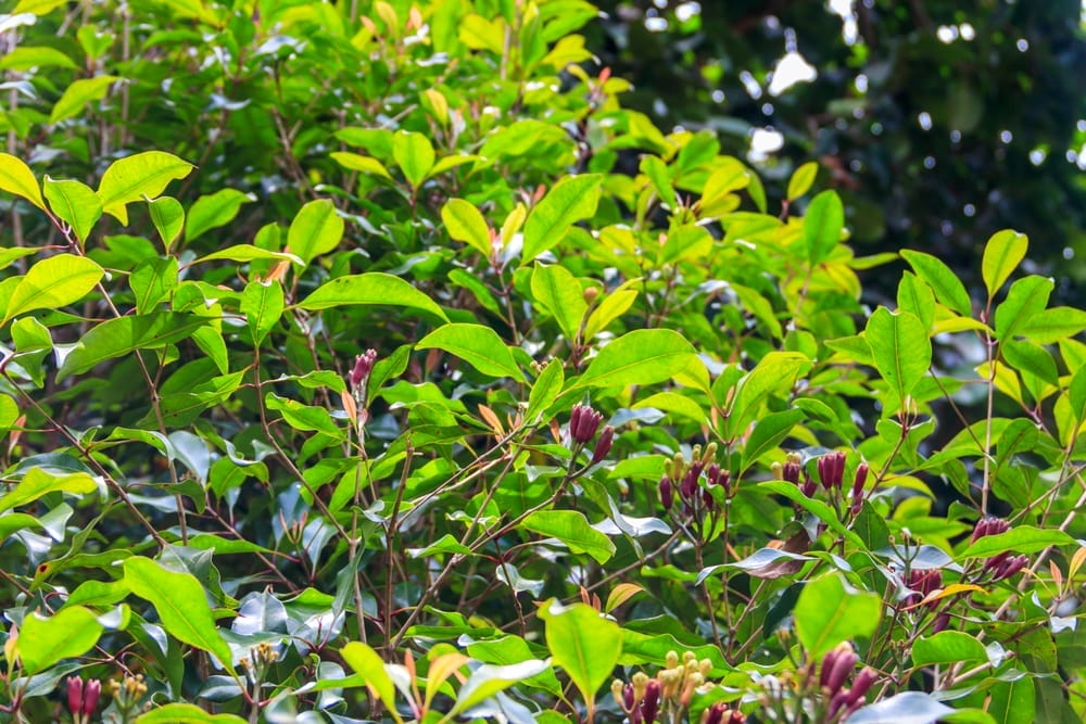 香料茵芋 (Syzygium aromaticum)