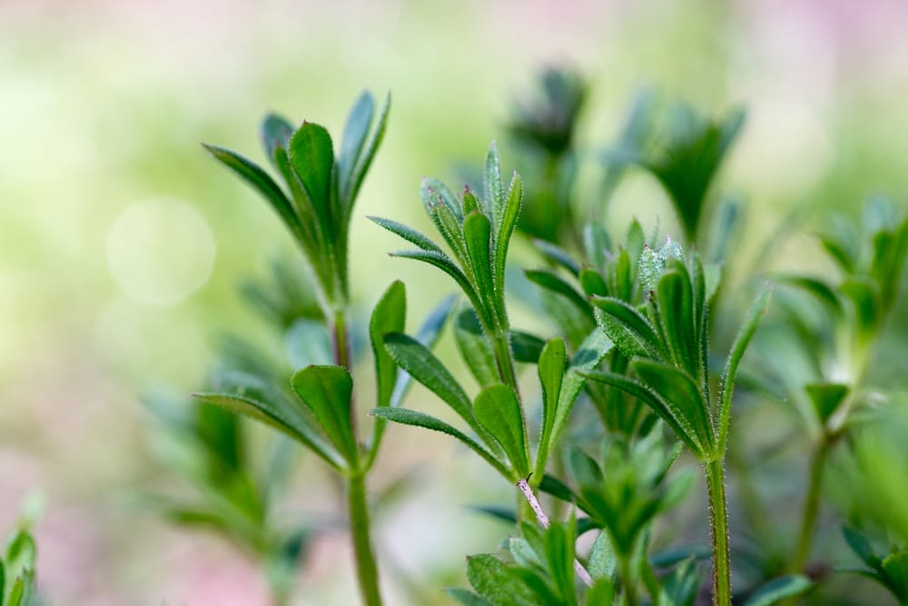 仙人掌的幼芽